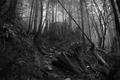 Misty Forest