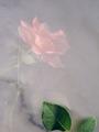 Stone Rose