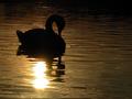 Swanset