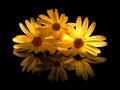 Reflecting Flower