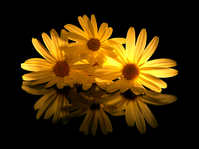 Reflecting Flower