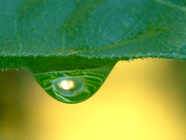 Inside the Dew Drop