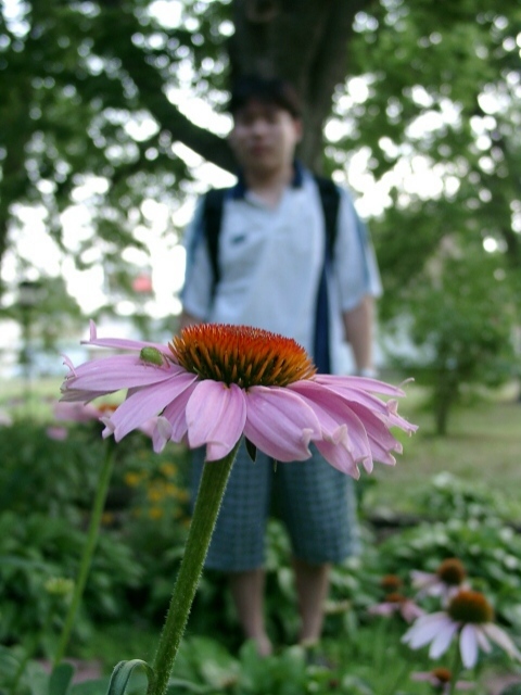 Bug on the petal