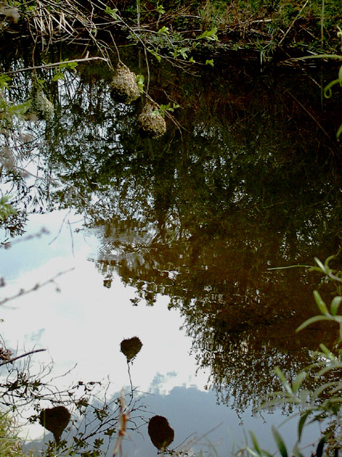 Weaver Pond