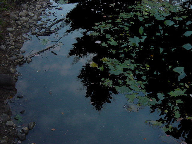 Reflections in the pond