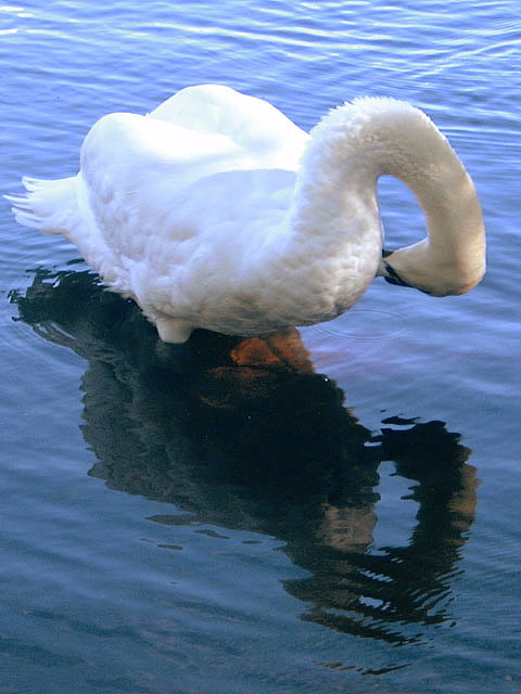 Graceful Swan