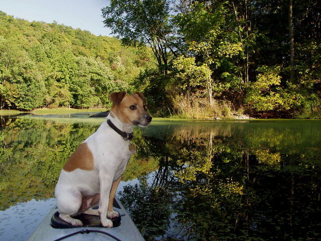 Jack Russell Reflections