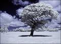 Infrared World