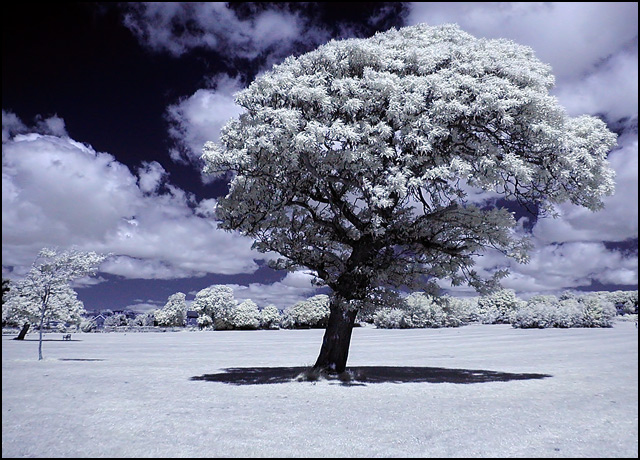 Infrared World