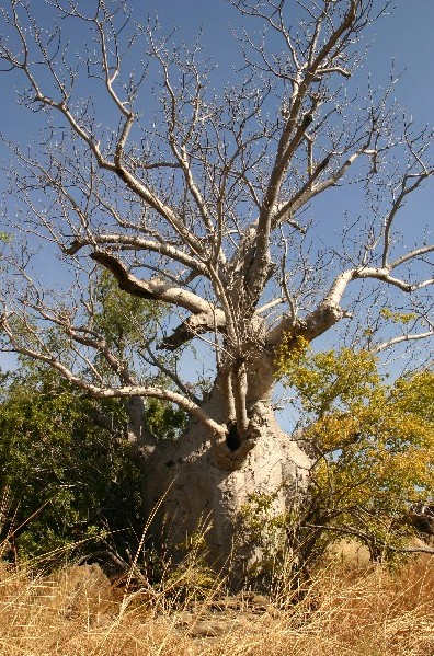 BOAB TREE