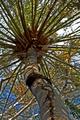 Termite nest on Palm Trunk
