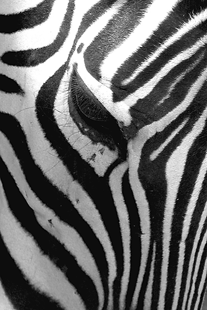 Eyelined