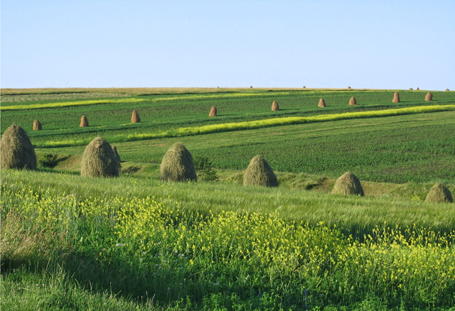Summer Field