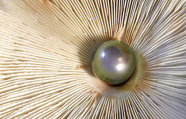 Magic Mushroom