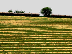 Kansas Hay Lines