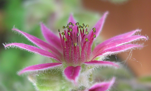 Cobweb Petals Leading to Center Stage