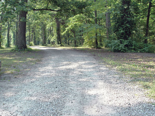 A Road through the Woods