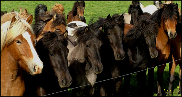 Lining up by the fence