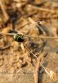 insect