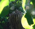 My Grandfather's Old Fencepost