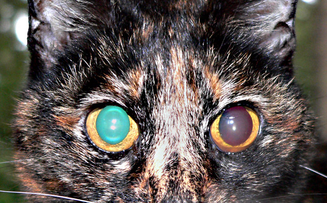 Sight