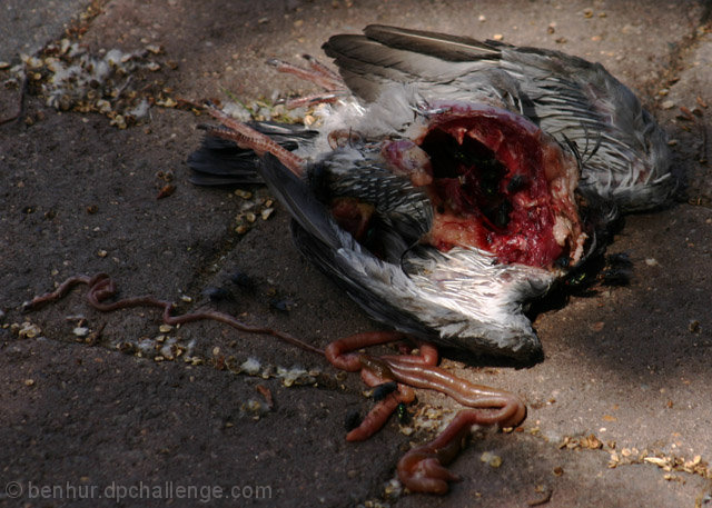 The Gory End of a Feral Pigeon