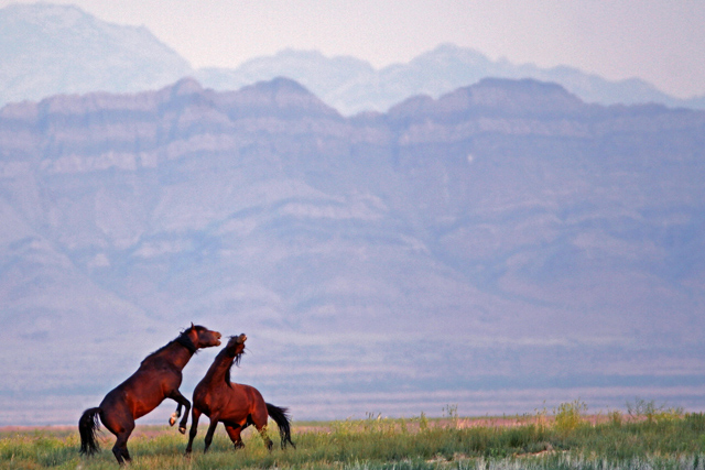 Utah Desert Mustangs -