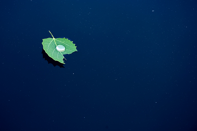 Fallen