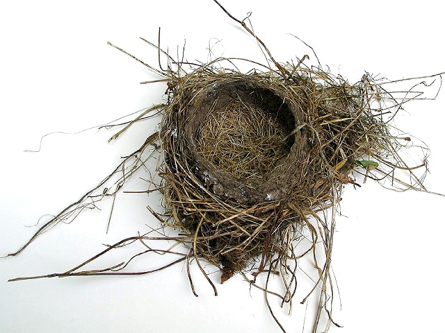 Empty Nest