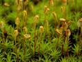 Moss