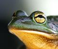 Ribbit, Ribbit