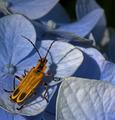 Lightning Bug on Hydrangea