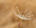 Fairy Wand