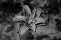 The 203rd Flower