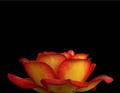 perfect rose