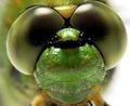 Green Dragon