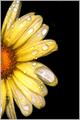 Wet Petals