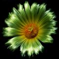 Cactus Flower