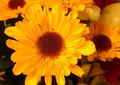 Yellow Daisy