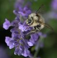 Bee and Lavender