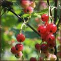 Cobwebs and Currants