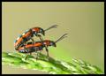 Bug Love