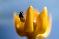 Baby Bee on Silky Gold Milkweed