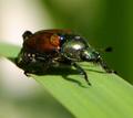 Japanese Beetle