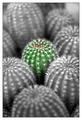 Cacti Fractal
