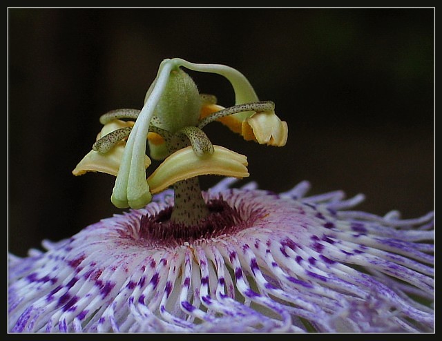 Purple Passion Flower