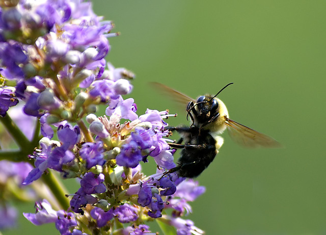 Flight of the Bumble Bee