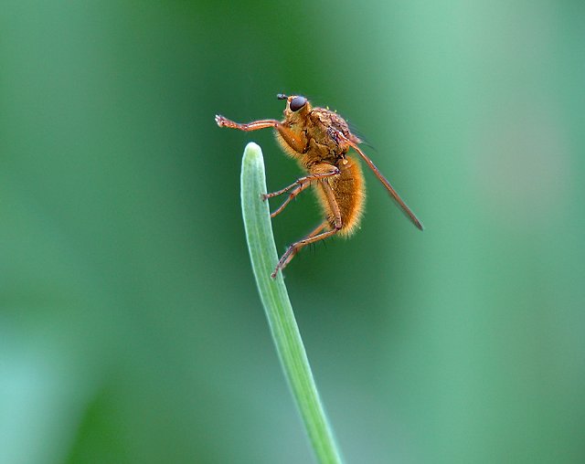 Hairy Little Bugger