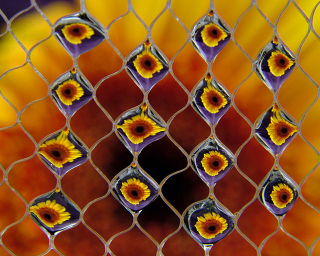 Net Shot Gerbera X