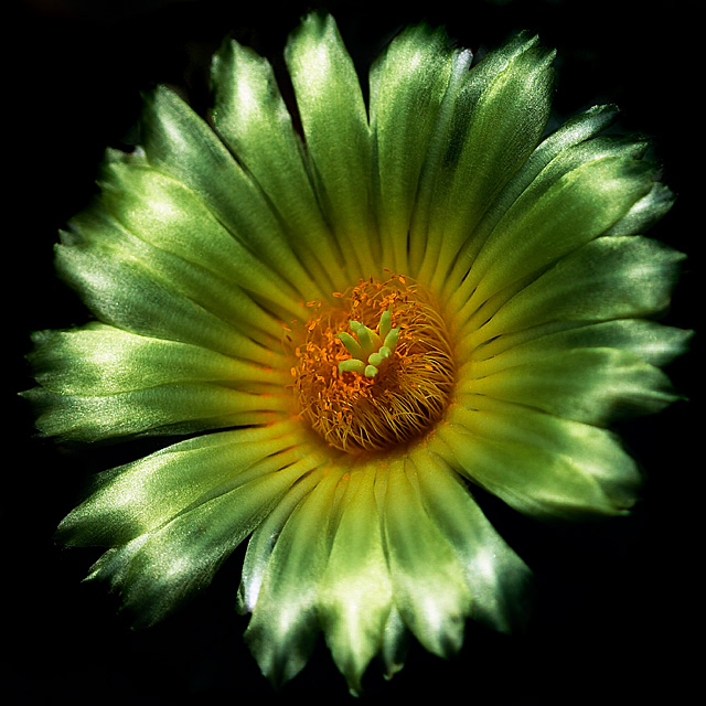Cactus Flower